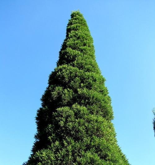 探究柏树为何冬天落叶（解析柏树落叶的原因及对植物生长的影响）