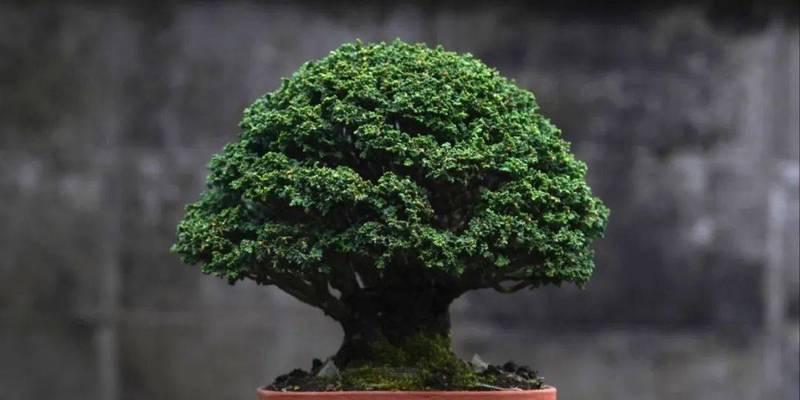 如何正确浇水白皮松（掌握浇水时间与方法）