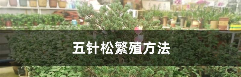 如何通过扦插繁殖培育健康的柏树（柏树扦插的时间）