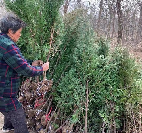 松柏树的种植及养护技巧（在家庭院子中种植松柏树的方法与注意事项）