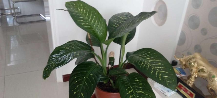万年青花卉的生命力与坚韧不拔的寓意（探索万年青花卉的象征意义和文化内涵）