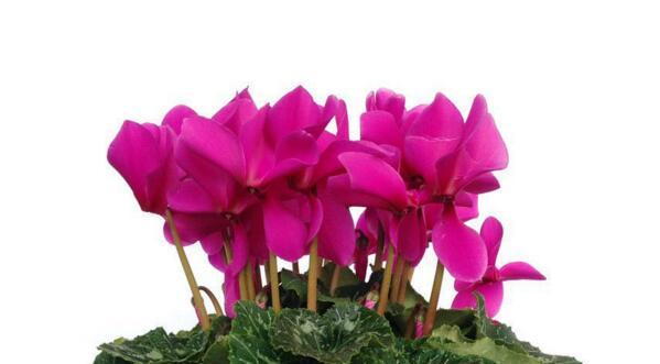 以仙客来花的花语及其意义（揭示仙客来花的各种花语）