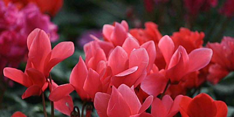以仙客来花的寓意（美丽的花海中蕴含的深刻含义）