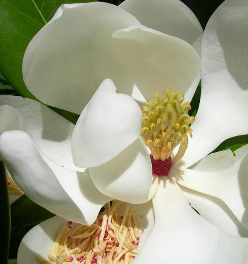 白兰花的寓意与花语（以白兰花为主题的生命与美的探索）