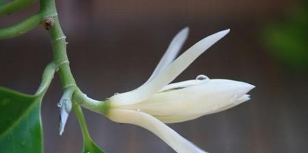 白兰花的寓意与花语（以白兰花为主题的生命与美的探索）