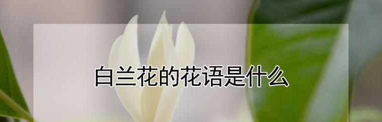 白兰花的花语之美——解读花言花语与寓意（探索白兰花的含义、象征与价值观）