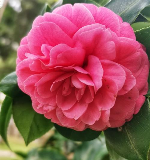白色山茶花花语解读（揭秘白色山茶花的神秘花语）