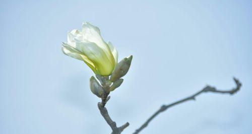 白玉兰花语——纯洁与优雅的象征（白玉兰的花语及文化内涵探析）