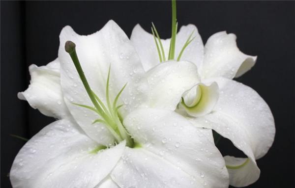 百合花的寓意与花语（百合花的象征意义及传承之道）