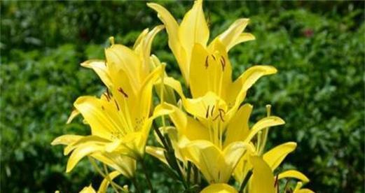 百合花的深刻寓意（探寻百合花的象征意义与文化内涵）