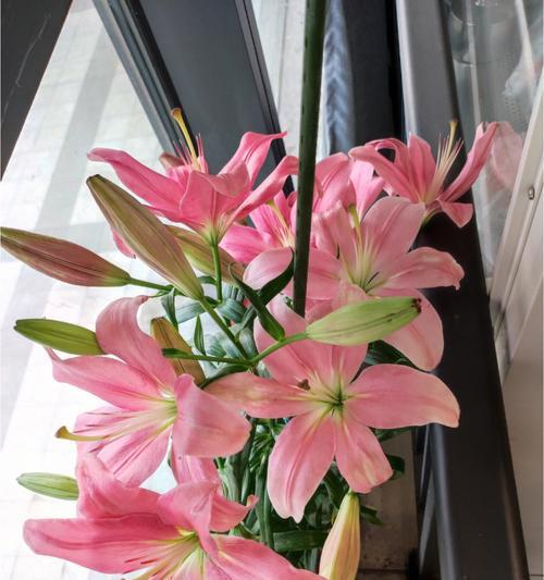百合花的深刻寓意（探寻百合花的象征意义与文化内涵）