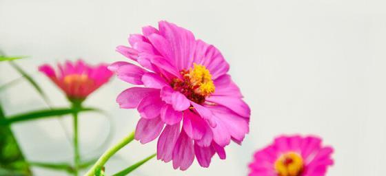 百日草的花语与意义（探寻百日草的花语）