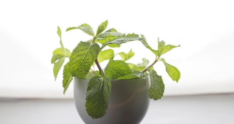 薄荷的花语及代表意义（清新舒缓的代表）