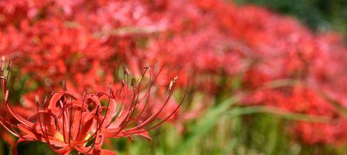彼岸花（绽放于秋日的奇迹）