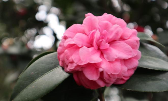 山茶花的花语和寓意（探寻山茶花的象征意义）