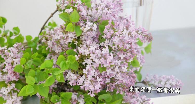 丁香花的花语与寓意（探索丁香花的神秘内涵）