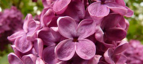 丁香花的花语与寓意（探索丁香花的神秘内涵）