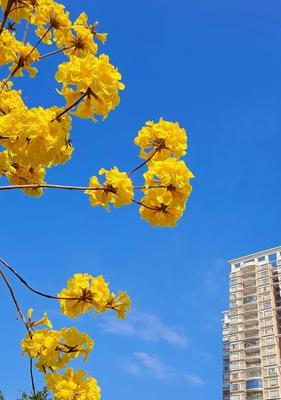 风铃花的花语与寓意（妖艳丽人）