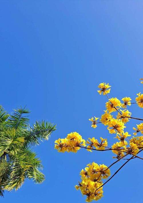 风铃花的花语与寓意（妖艳丽人）