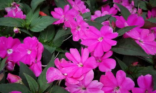 凤仙花的花语与意义（揭秘凤仙花的花语背后的寓意）