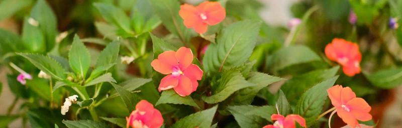凤仙花的花语与意义（揭秘凤仙花的花语背后的寓意）