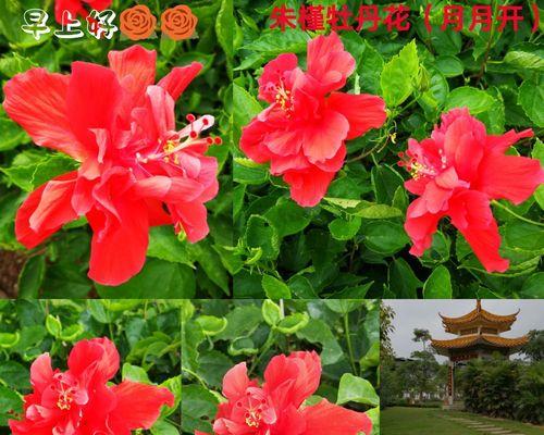 扶桑花的花语与意义（揭开扶桑花背后的含义与传说）