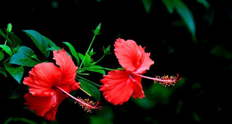 扶桑花的寓意与象征（探索扶桑花的美丽与意义）