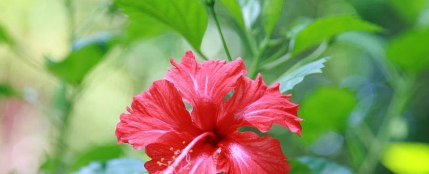 扶桑花的寓意与象征（探索扶桑花的美丽与意义）