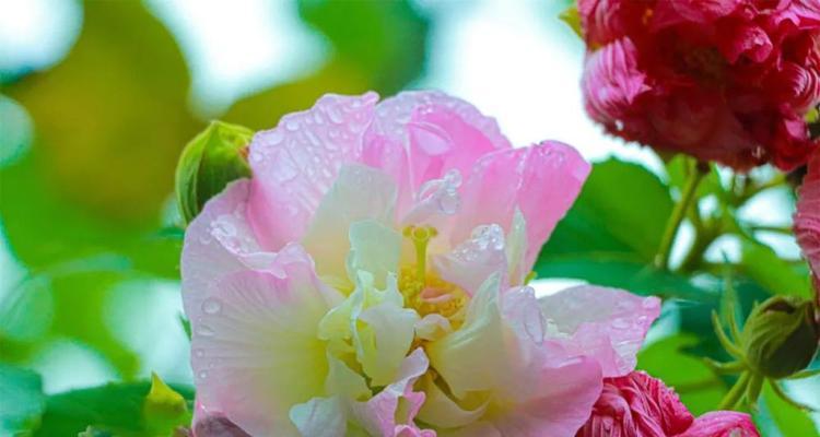 芙蓉花的花语与代表意义（探寻芙蓉花的美丽寓意）