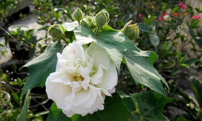 芙蓉花语的传承与意义（寄托情感）