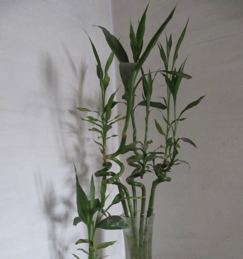富贵竹的寓意、风水象征及摆放禁忌（招财进宝的富贵竹与家居风水）