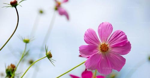 格桑花的寓意和象征（探寻格桑花的美与意义）