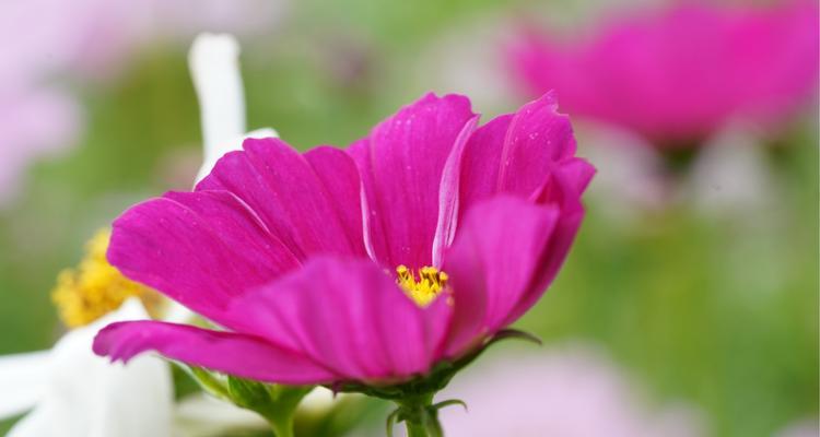 格桑花的花语（揭示格桑花花语的深刻内涵）