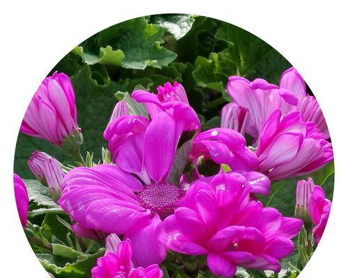 探寻瓜叶菊的花语和寓意（解读瓜叶菊花的象征意义）