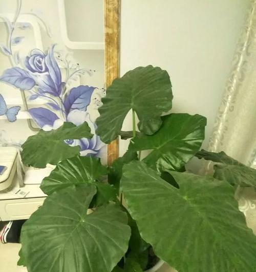 龟背竹的寓意与风水作用（探索龟背竹的福气与摆放禁忌）