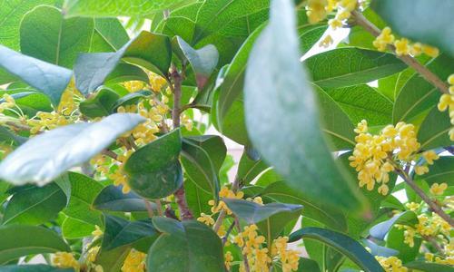 四季桂花之美——象征意义与寓意（四季桂花的芬芳与深远的文化内涵）