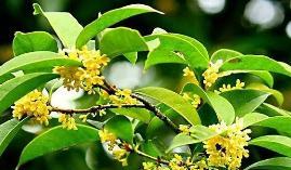 桂花花语——追寻浪漫与馨香（品味桂花的美妙花语）