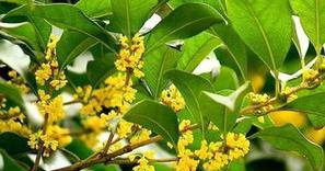 桂花花语——追寻浪漫与馨香（品味桂花的美妙花语）