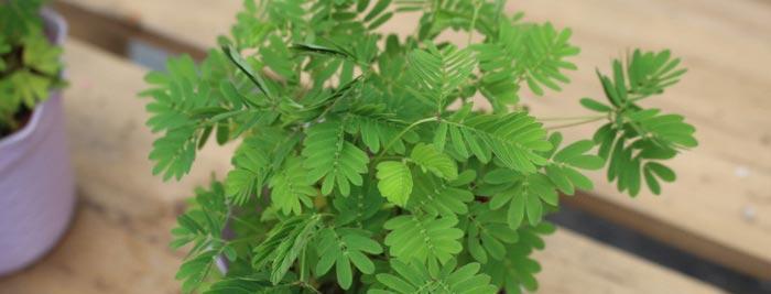 含羞草的花语与含义（了解含羞草的花语）