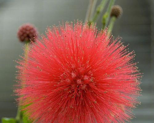 合欢花（探寻合欢花的花语及其意义）