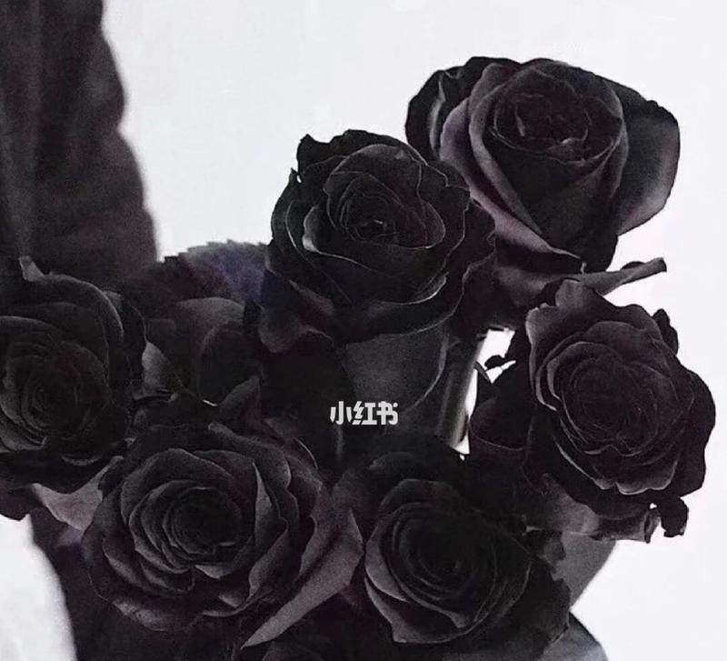 黑玫瑰花语（探寻黑玫瑰的花语与文化背景）