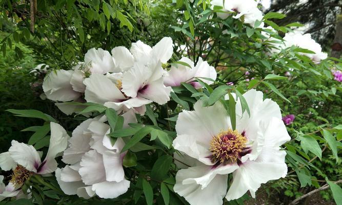 牡丹花语之美——以黑牡丹、粉牡丹、黄牡丹为主题（探寻黑牡丹）