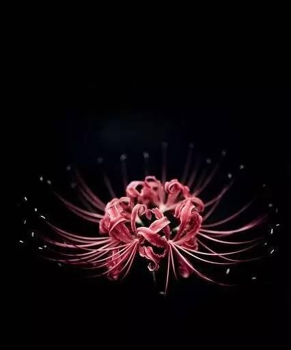 黑色彼岸花（花开如黯）