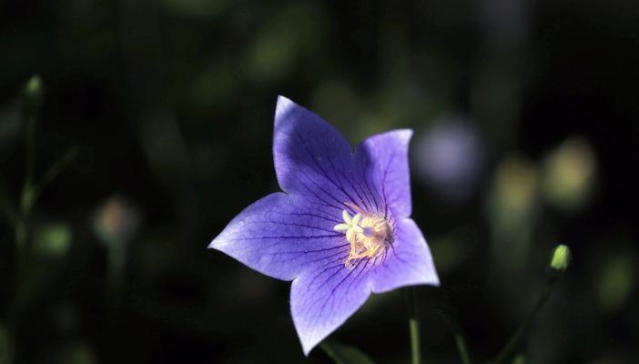 黑色桔梗花的花语——寓意深远的黑色之美（黑色桔梗花的花语与美学魅力）