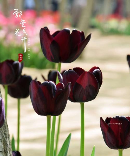 黑郁金香花语（揭秘黑郁金香的世界）