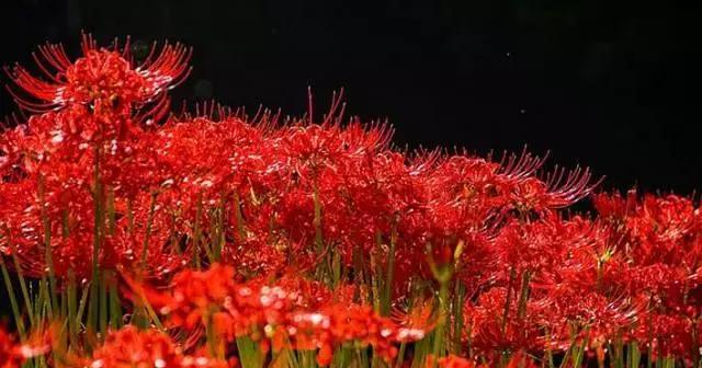 红花石蒜花语-美丽与希望的象征（红花石蒜的花语及传说）