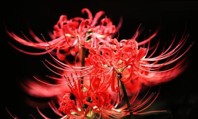 红花石蒜花语-美丽与希望的象征（红花石蒜的花语及传说）