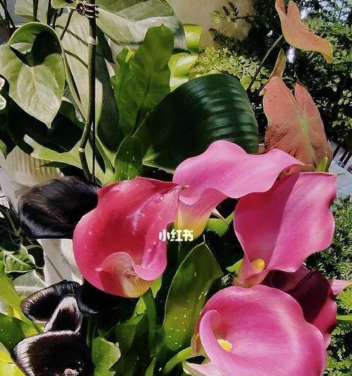 红马蹄莲花语——生命与希望的象征（生命的坚韧）