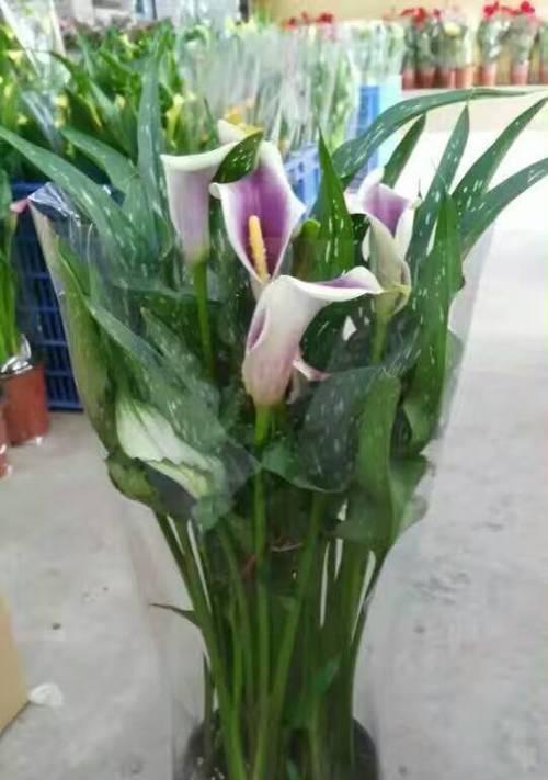 红马蹄莲花语——生命与希望的象征（生命的坚韧）