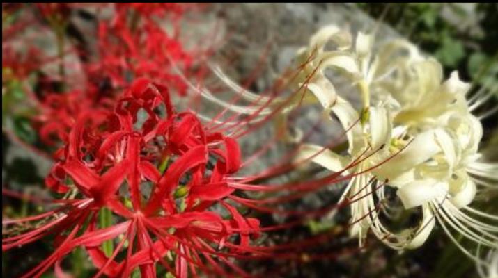 红色曼陀罗花语之爱的奇迹（红色曼陀罗花在爱情中的神奇力量）